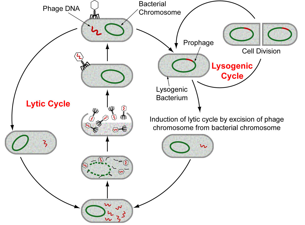 Phage-based Bioactive Paper a Safe Breakthrough