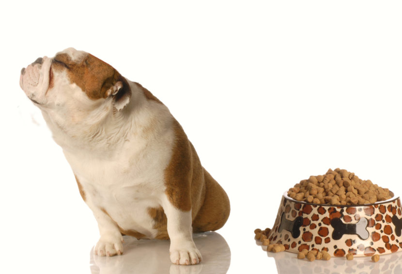 Pet Food Safety a Priority