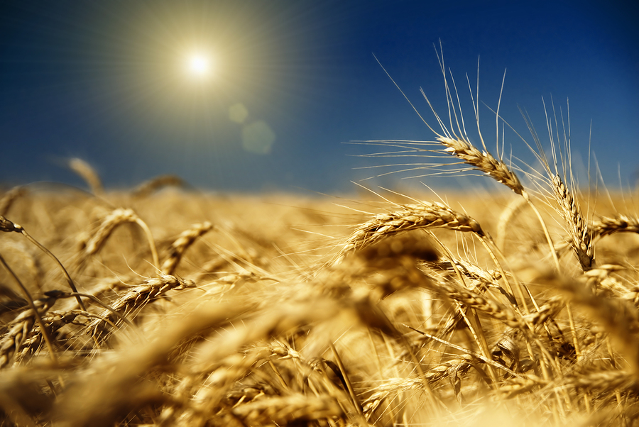 Gold Wheat And Blue Sky With Sun
