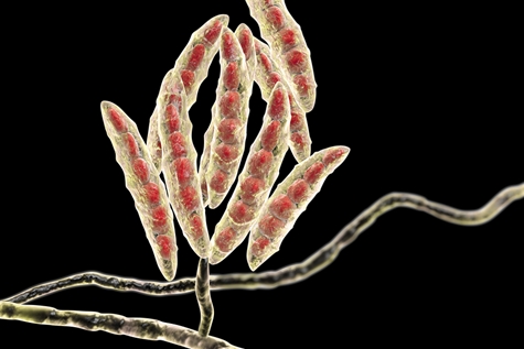 Fungi Fusarium which produce mycotoxins