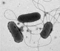 escherichia-coli