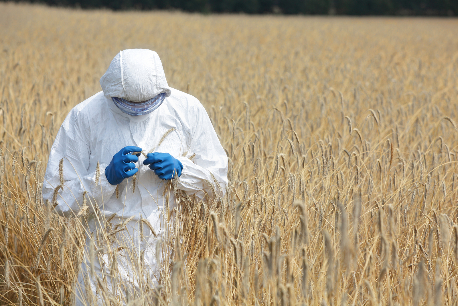Biotechnology Engineer On Field Examining Ripe Ears Of Grain