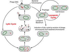 Life cycle of a phage