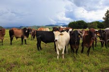 group of cows