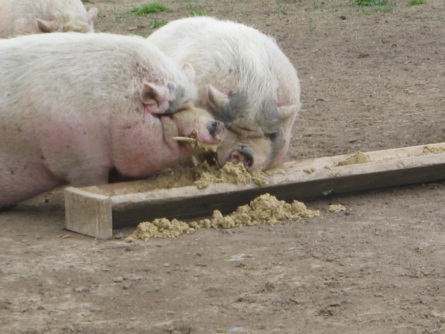 Two Pigs Eating from a trough