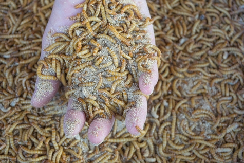 Mealworm In Hand