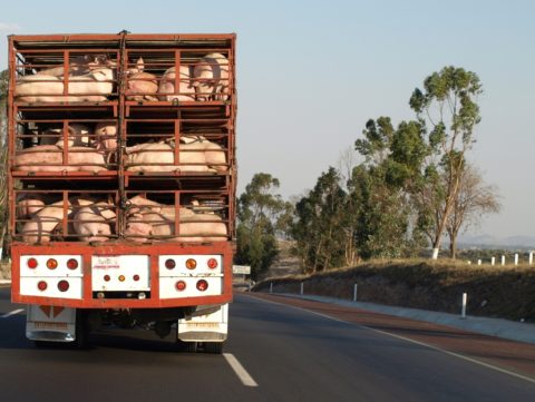 Sanitary Transportation of Human and Animal Food Rule