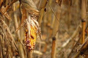 Corn destroyed by drought
