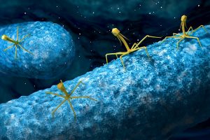 Bacteriophage or phage virus attacking and infecting a bacteria