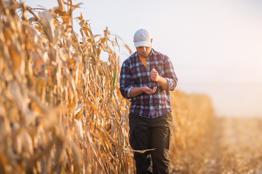 Young farmer examine corn seed in corn fields during harvest