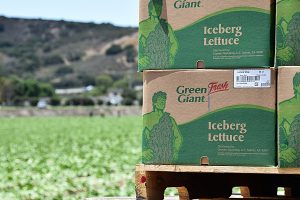 Freshly cut heads of iceberg lettuce are boxed and loaded onto a flatbed truck, directly in the fields, ready for shipping