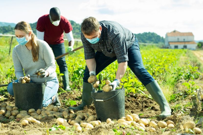 Covid-19 Spreads Shade on Growers