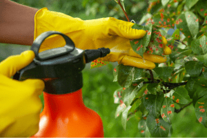 A grower wearing yellow gloves sprays pesticides on green leaves with bright red spots