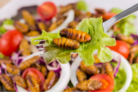 Edible Insect Proteins as Novel Foods Need More Understanding and Oversight