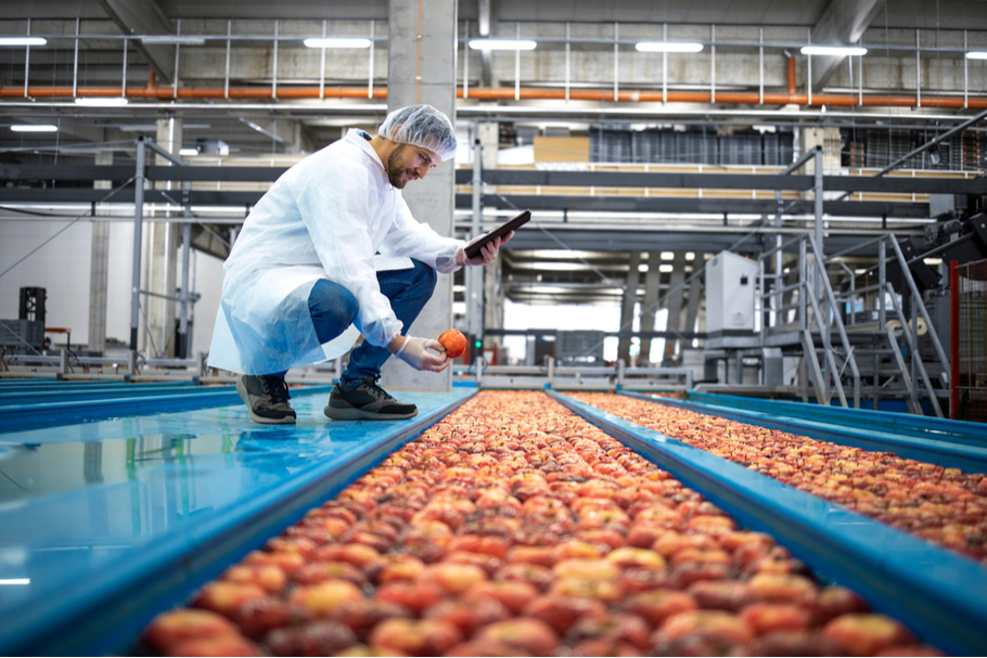 A food processing plant worker inspects an apple on a production line