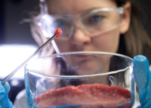The Path to Sustainable Food: EU Regulations and Cell Cultured Meat 