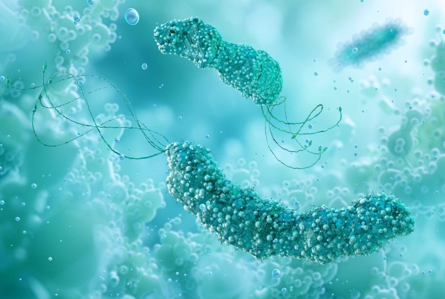 The Silent Invader: Uncovering H. pylori and Its Harmful Risks, Including Foodborne Illness